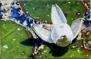 Waterlily Series: Beginnings