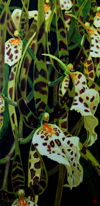 Orchid Series: Green Spider Orchid