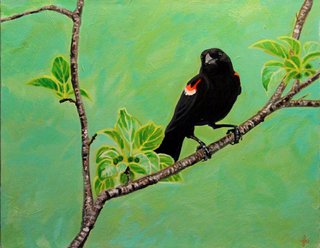 Red Winged Blackbird