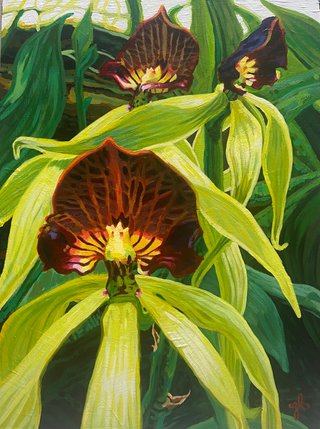 Orchid Series: Octopus Orchid | Prosthechea cochleata orchidacee